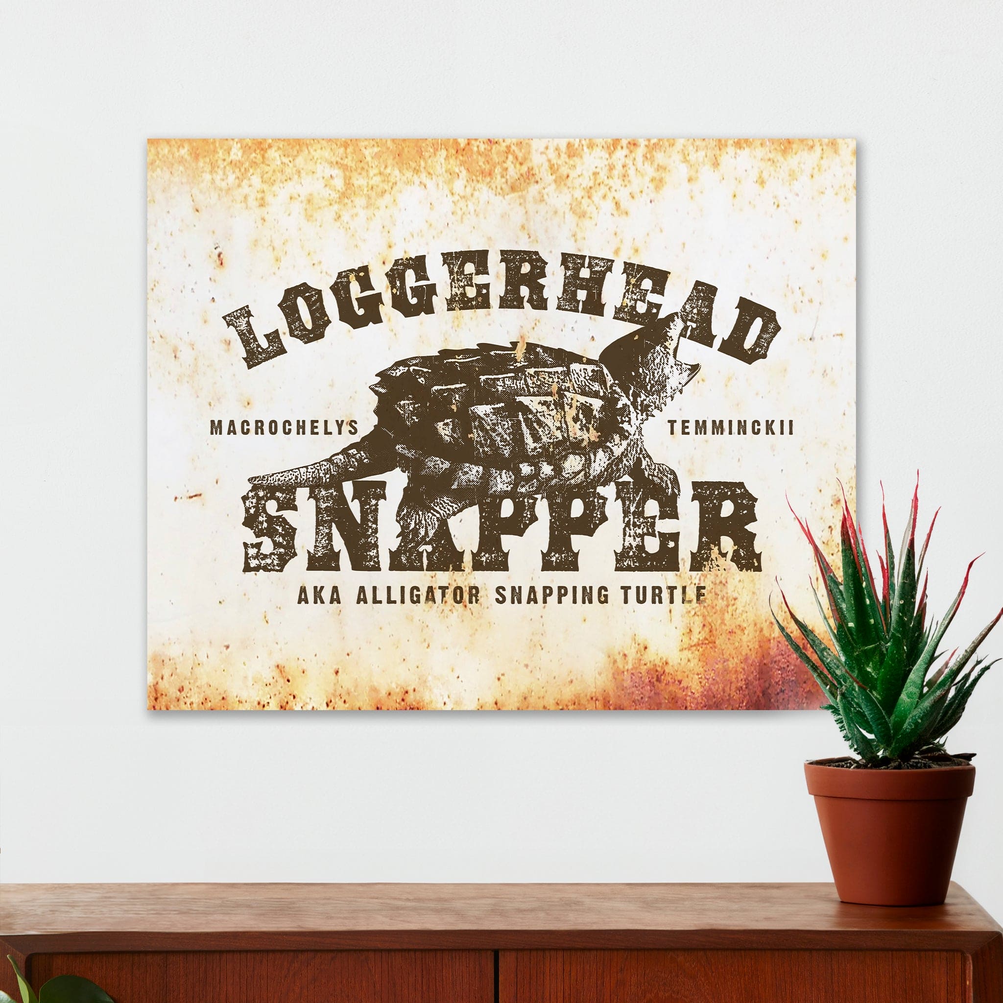 Wildlife Wall Decor - Loggerhead Snapper - Canvas Sign